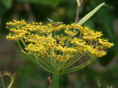 Foeniculum vulgare  'Purpureum'  bestellen